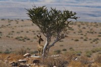 /album/fotos-afrika/img-8351-small-jpg/